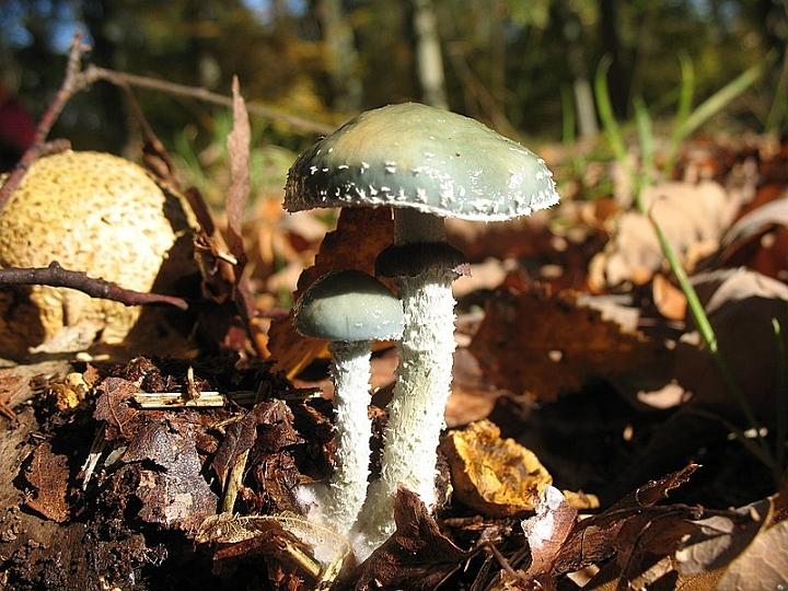 2008 10 Myco domaine de La Claye 24